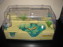 tadpole habitat