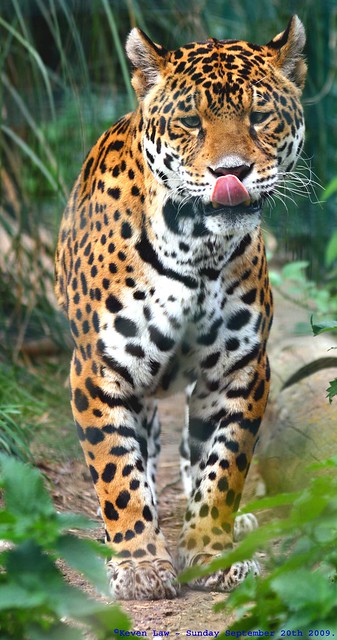 england cats animals zoo feline isleofwight jaguar bigcats zoological pantheraonca explore500 isleofwightzoo