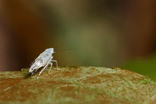 Leafhopper (Scaphoideus intricatus) nymph