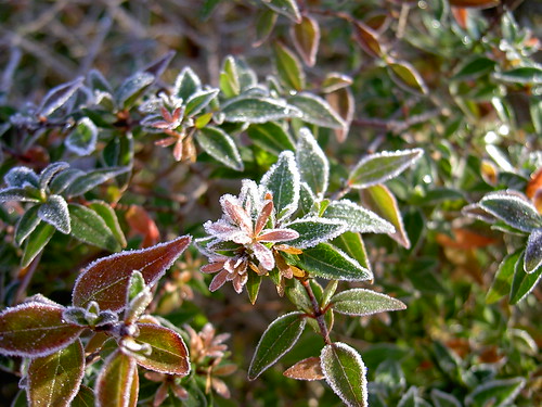 Frost - Abelia