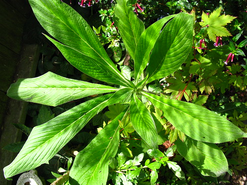 2009-08-01 garden; Echium pininana