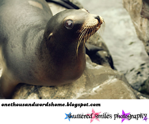 cute overload seal