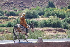 Berber on a donkey