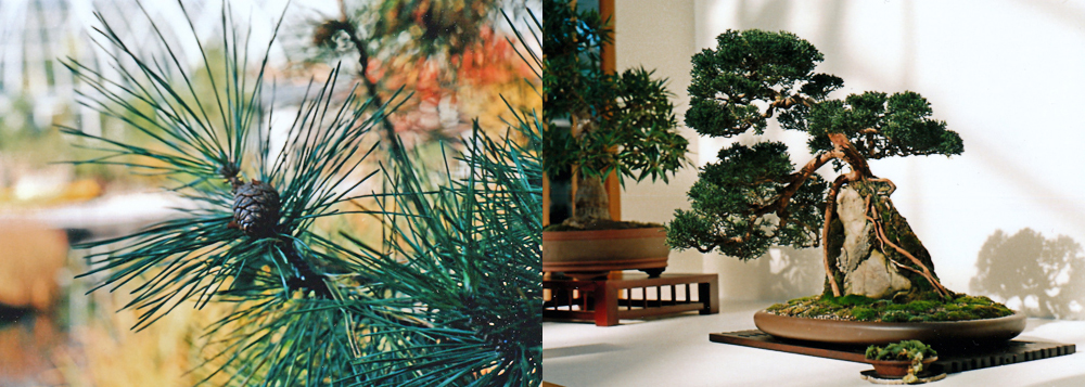 NYBG : Large Pine Tree & Small