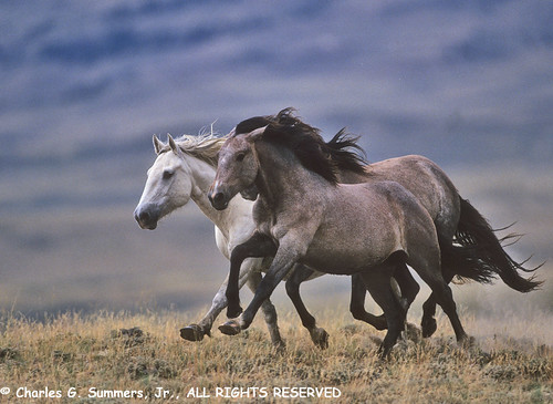 mustang horse running. Running Mustangs-Wild Horse
