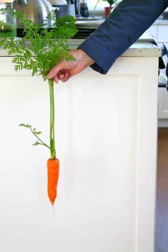 Fresh from the garden: carrot