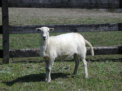 Pregnant ewe lamb