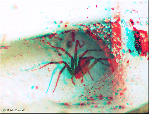 3D Photo spider red and cyan