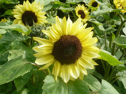 Sunflower -Valentine