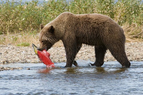 Brown Bear with Red Salmon