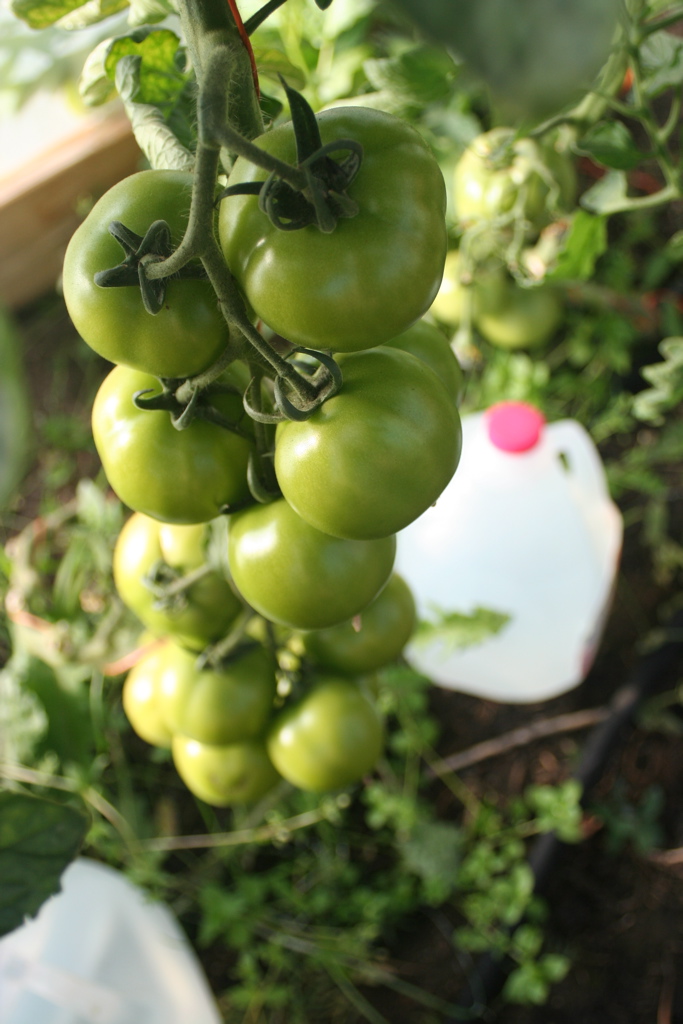 Tomato Clusters