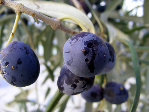 Amanhã é dia de tratar das oliveiras.... (by Loca....)