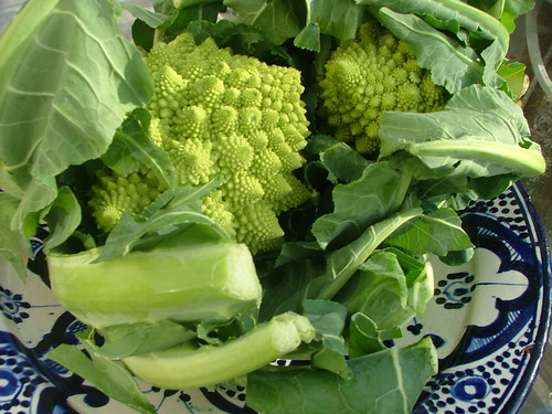 Spiral broccoli