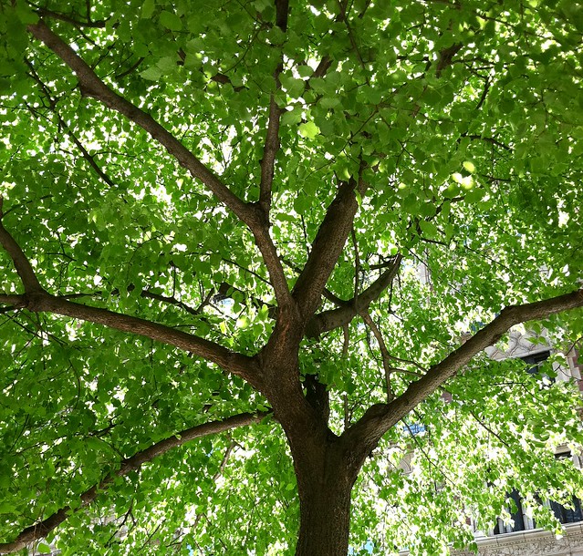 94th street sidewak shading tree