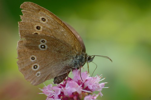 Aphantopus hyperantus | Koevinkje - Ringlet butterfly