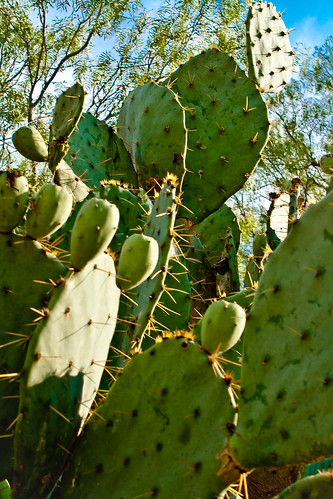 Cactus Day - 88/365 - 3 September 2009
