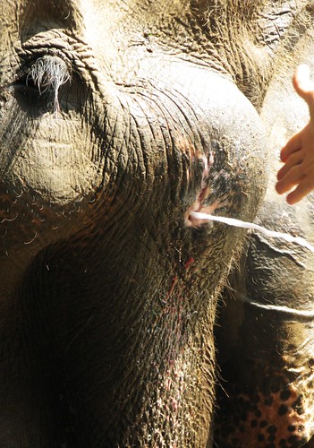 Geyser from the fluid filled abscess - Elephant Nature Park, Chiang Mai, Thailand