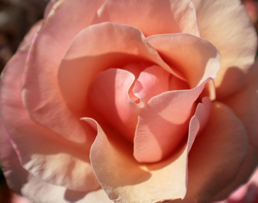 Pink Rose-ed1