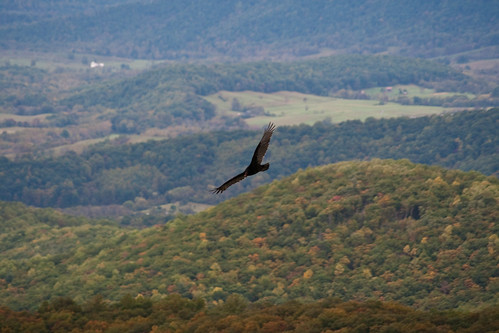 Turkey Vulture over the Valley