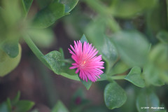 Flor cor-de-rosa / Pink Flower
