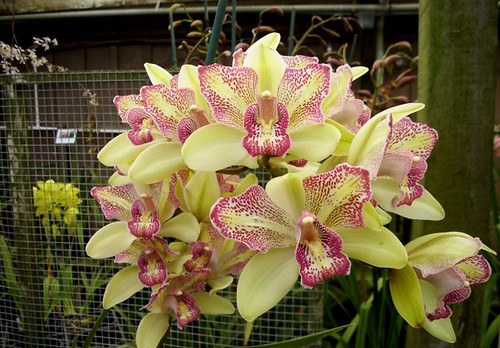 orchid bliss