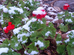 snowy geraniums