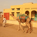 cameller-amb-camell