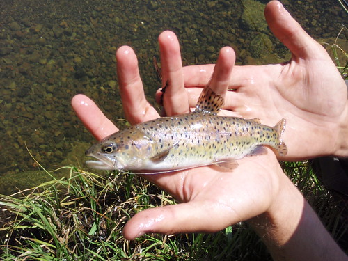 First true strain Lahontan Cutthroat in it's native drainage.