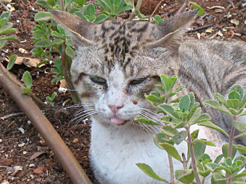 17-7-2009-cat-read-my-tongue