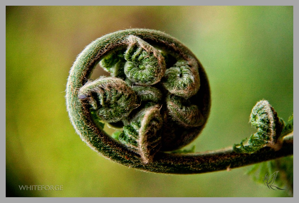 Curled fern in Sherbrooke Forest