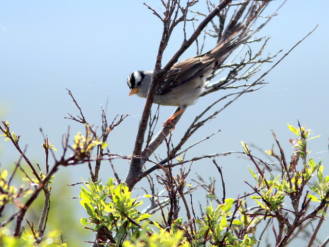 White-crowned Sparrow 20110619