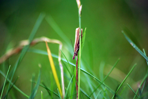 Garden-Grass Veneer (Chrysoteuchia culmella)