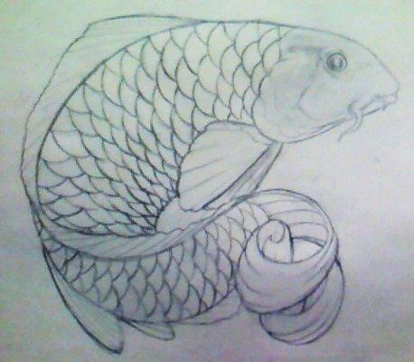 koi fish drawing Drawing of a