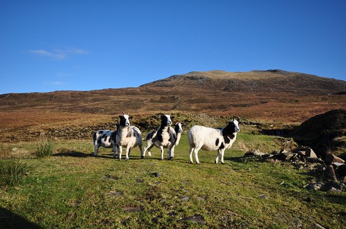 Mountain goats below Beinn Enaiglair
