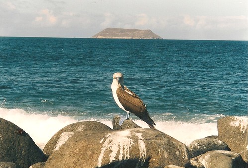 Galapagos-Seymour Nord (1)