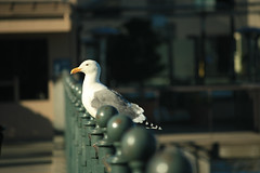 4180 Seagull