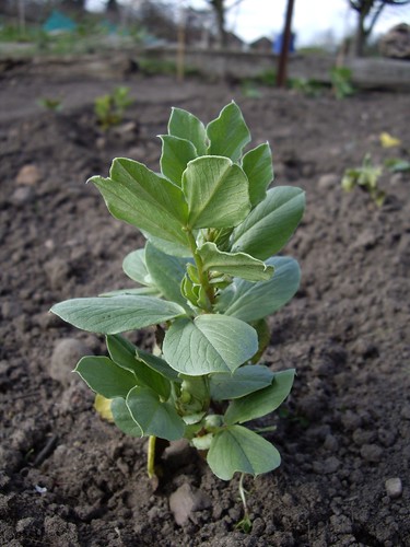 Autumn sown broad beans