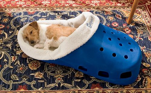dog bed/shoe (by ann-dabney)