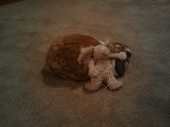 Stuffed Bunny on Bunny