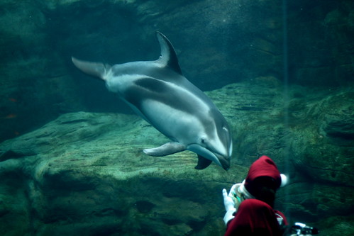 Dolphin and Santa