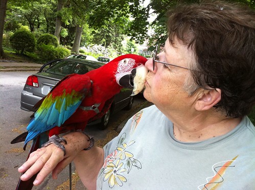 Macaw kisses