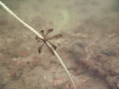 Juvenile crinoid on whip coral