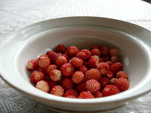 wild strawberries* ©  Olga