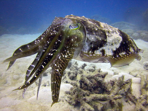 Cuttlefish 2