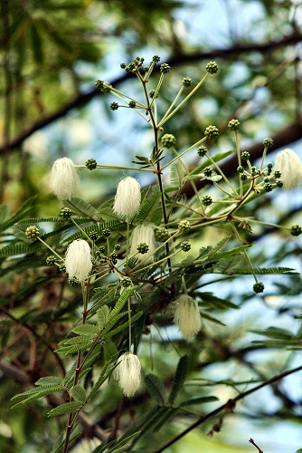Calliandra portoricensis (vs) - 04