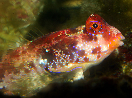 Scooter Red Dragonet