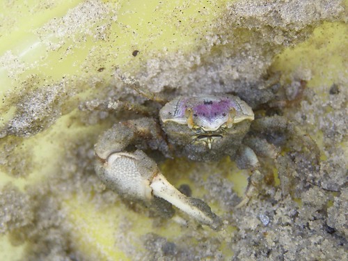 This crab has fuzzy purple eyebrows!