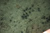 海胆海星