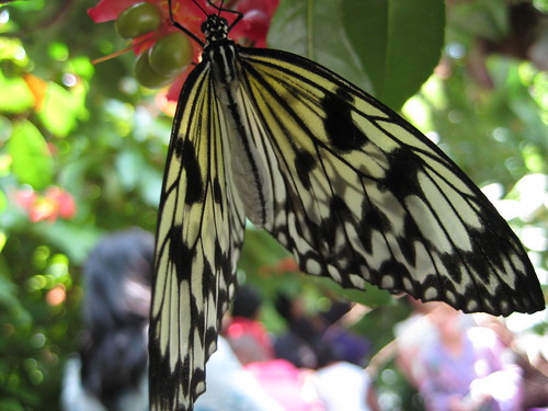 Butterfly Garden 073