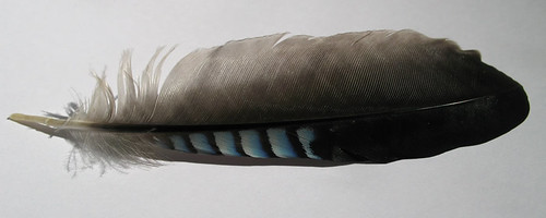 Jay's feather